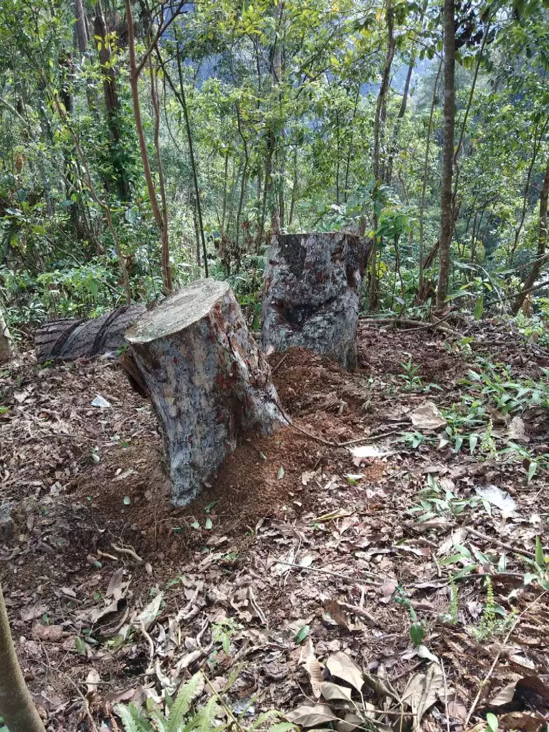 种树致富经_树根种植致富_致富树根种植方法视频