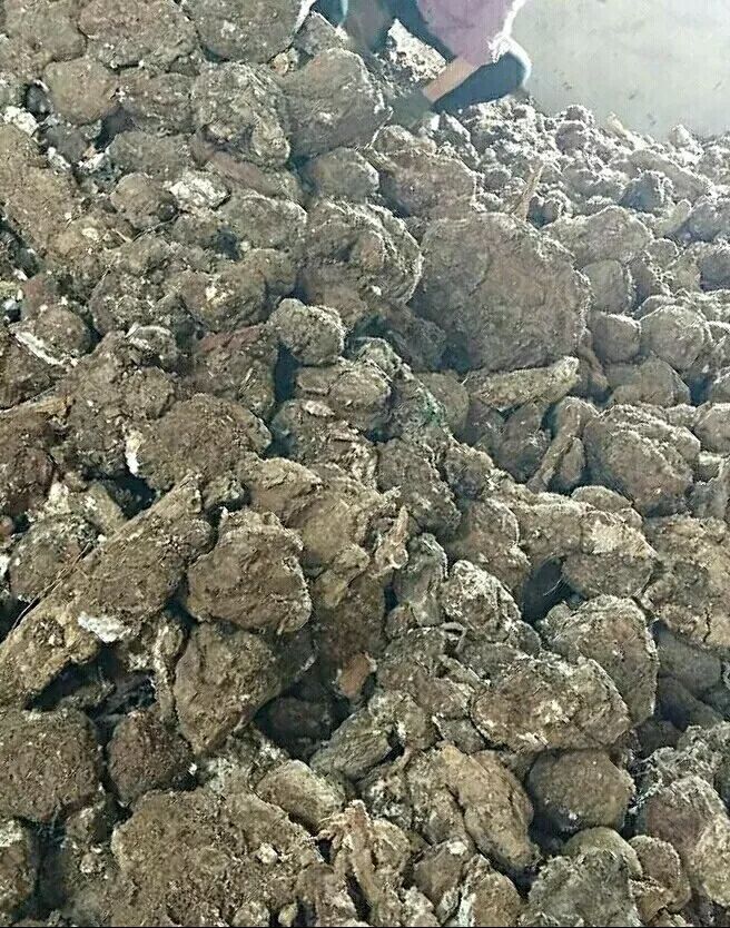 致富树根种植方法视频_种树致富经_树根种植致富