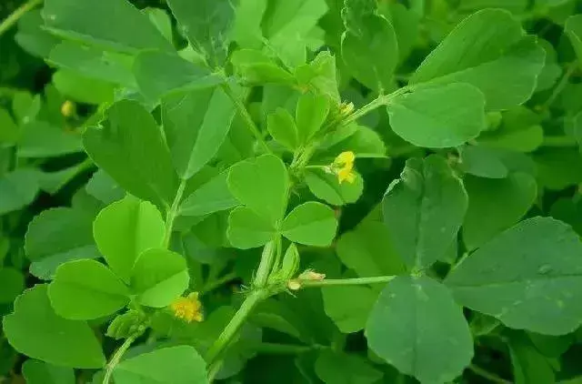 农业种植致富项目西瓜_西瓜种植赚钱吗_西瓜种植致富能手