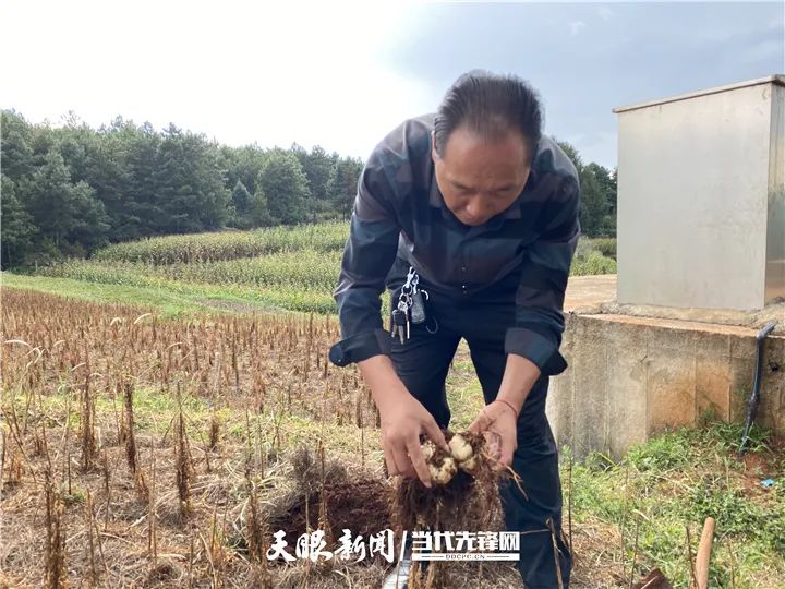 哲觉镇：中草药配出“致富方”