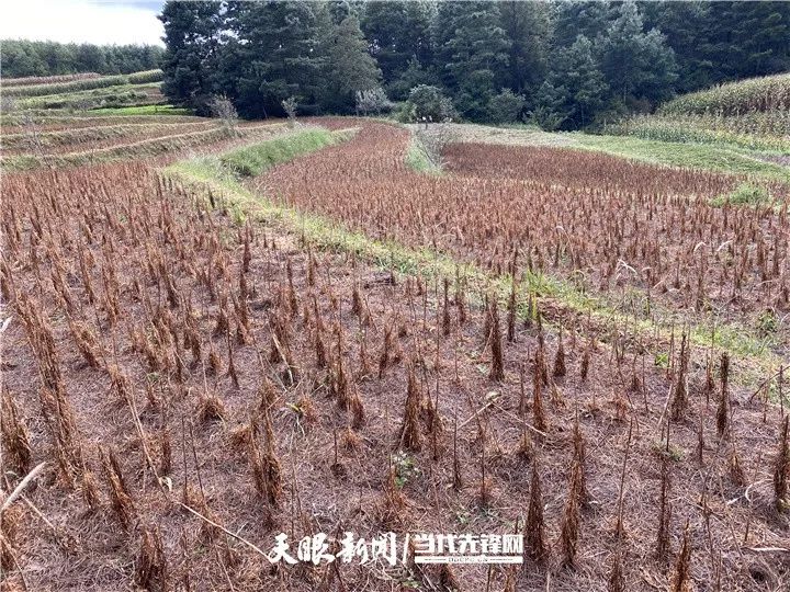 中草药五味子功能主治_致富经中草药五味子_五味子中药材