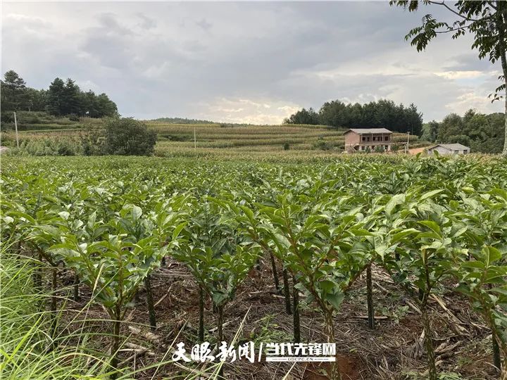 中草药五味子功能主治_致富经中草药五味子_五味子中药材