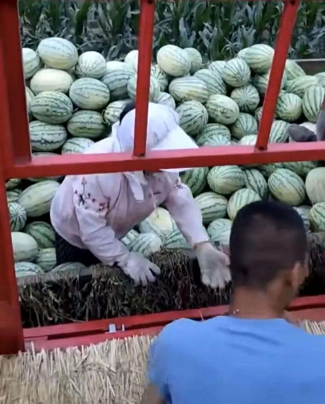 西瓜种植赚钱吗_西瓜种植铺就致富路_西瓜种植致富能手