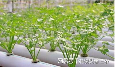 蔬菜大棚种植最新技术方案_最新大棚种植蔬菜技术_蔬菜大棚种植最新技术视频