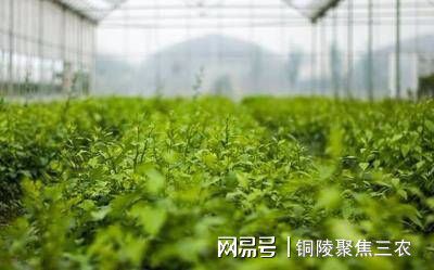 蔬菜大棚种植最新技术视频_蔬菜大棚种植最新技术方案_最新大棚种植蔬菜技术