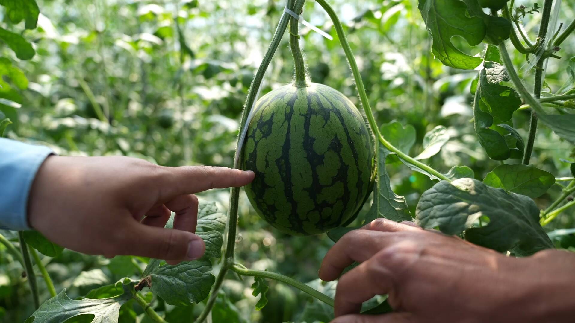 西瓜种植致富能手_致富经西瓜种植全视频_西瓜种植赚钱吗