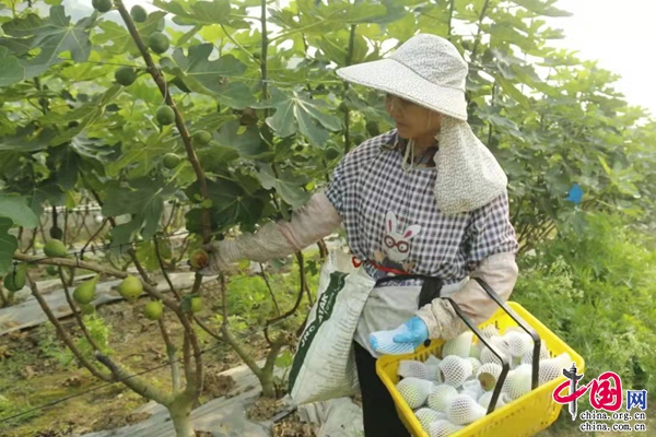 云南元阳：无花果开出“致富花”