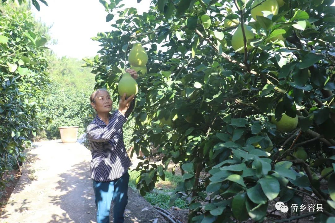 种树致富全部视频_致富树根种植方法视频_树根种植致富