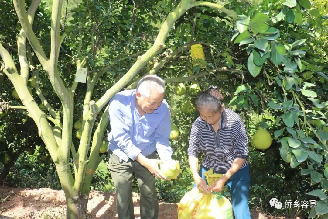 致富树根种植方法视频_树根种植致富_种树致富全部视频