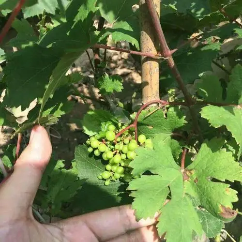 红提葡萄的种植技术_红葡萄怎么种_大红提葡萄苗