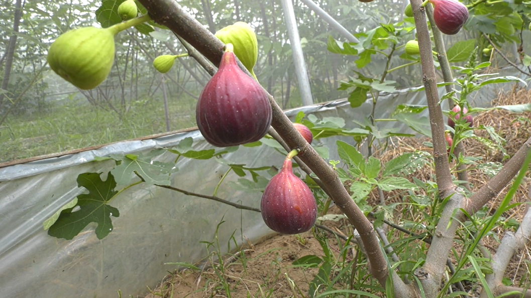 郏县：新农人巧种无花果 “甜蜜果”开出“致富花”