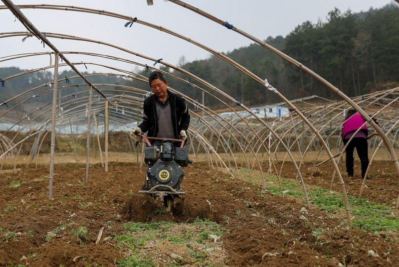 农业种植致富项目西瓜_致富经西瓜种植全视频_西瓜种植致富能手