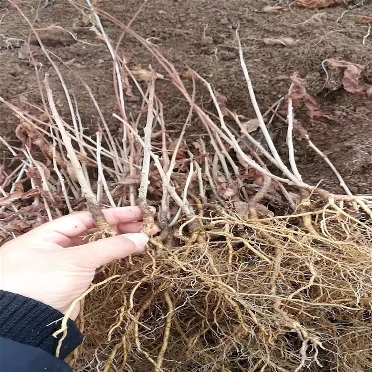 软枣猕猴桃树苗基地【多年种植经验】