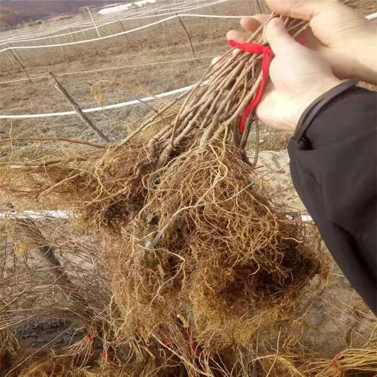 软枣猕猴桃树苗基地【多年种植经验】