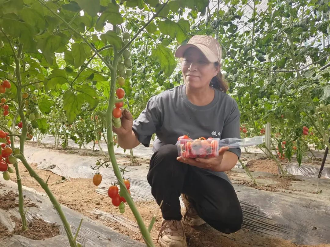 柿子种植_柿子种植农户致富_农户致富柿子种植方案