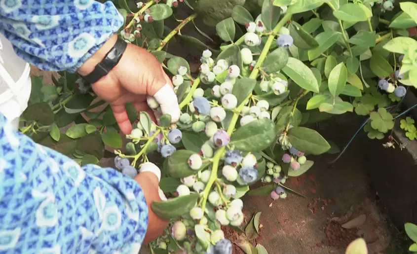 农业致富种植项目_农村致富项目种植业_农林种植致富