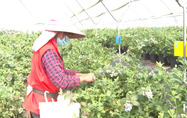 农村致富项目种植业_农林种植致富_农业致富种植项目