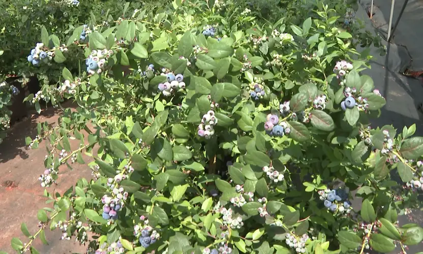 农村致富项目种植业_农林种植致富_农业致富种植项目