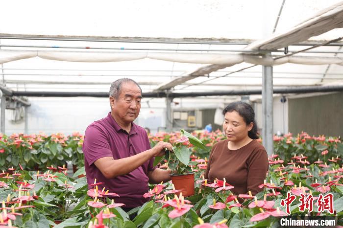 花卉致富养殖大棚图片_花卉种植大棚养花基地视频_花卉大棚养殖致富