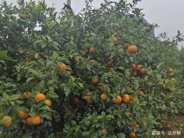 种沃柑前景怎样_沃柑种植成本与收益_沃柑种植致富