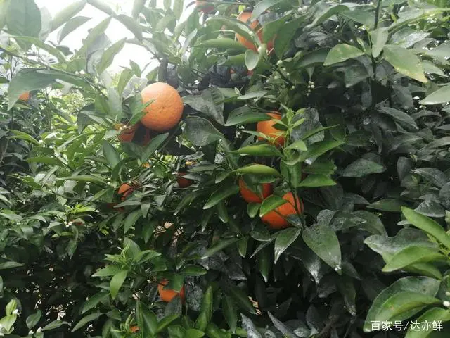 种沃柑前景怎样_沃柑种植致富_沃柑种植成本与收益