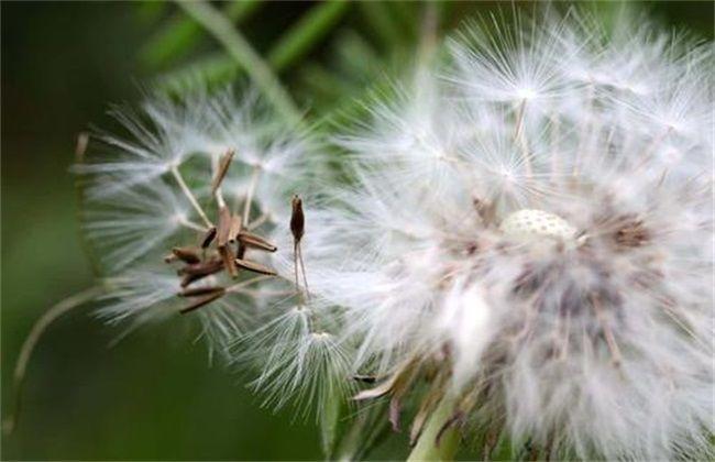 蒲公英种植法_蒲公英的种植技术要点_蒲公英种植条件与方法