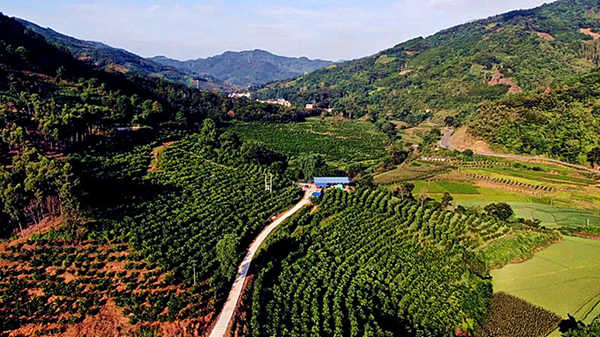 沃柑种植成本与收益_种沃柑前景怎样_沃柑种植致富