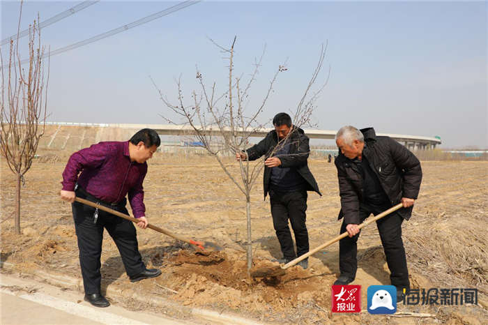 种树致富全部视频_石鼓种植致富树_致富种植树石鼓图片