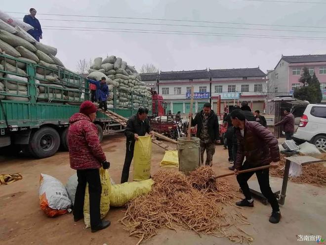 洛南：小桔梗托起致富梦