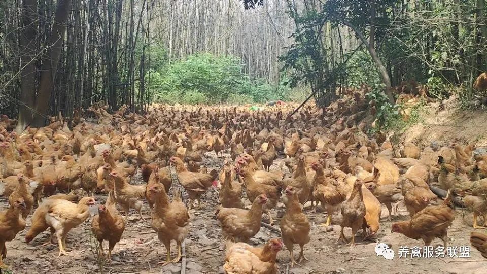 致富经山上养鸡视频_致富经林下养鸡_致富经山林养鸡