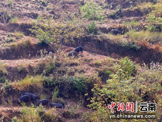 养殖致富之路_养殖场致富新路线_致富养殖路线新政策解读