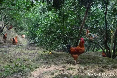 致富经药材树下养鸡_致富药材养鸡树下可以种吗_中草药养鸡致富经