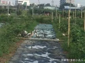 致富药材养鸡树下可以种吗_致富经药材树下养鸡_中草药养鸡致富经