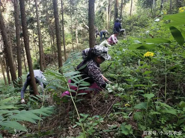 药材养鸡的功效作用_致富经药材树下养鸡_致富药材养鸡树下能种吗