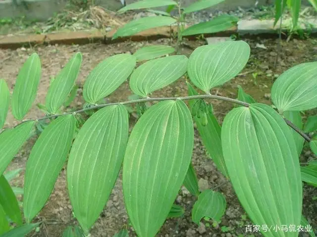 致富药材养鸡树下能种吗_致富经药材树下养鸡_药材养鸡的功效作用