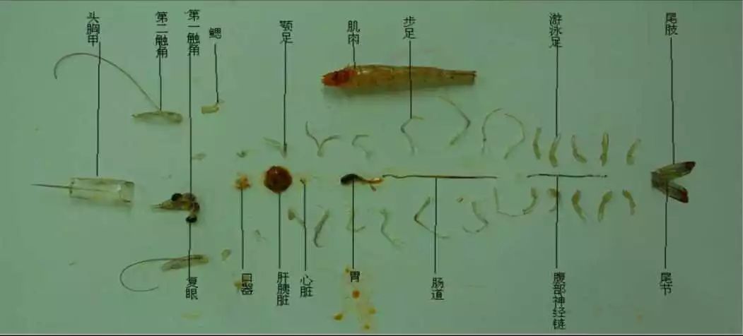 养殖虾技术视频_车虾的养殖技术_虾养殖户