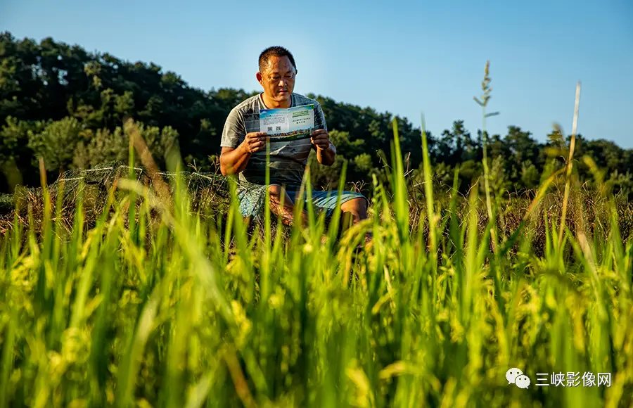 养殖致富虾_致富经养殖虾_致富经养虾