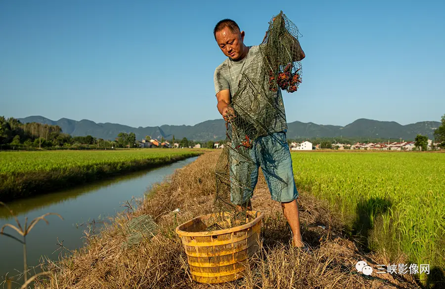 致富经养虾_养殖致富虾_致富经养殖虾