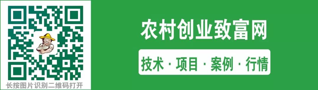 农村养殖兔子技术_在农村养殖兔子赚钱吗_农村养殖兔子致富