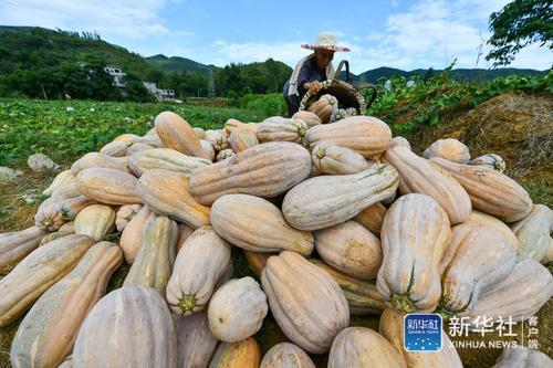 黑龙江种地赚钱吗_致富经黑龙江种植_黑龙江致富经