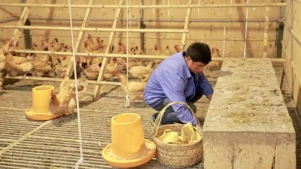 药材养鸡赚钱吗_致富药材养鸡树下能种吗_致富经药材树下养鸡