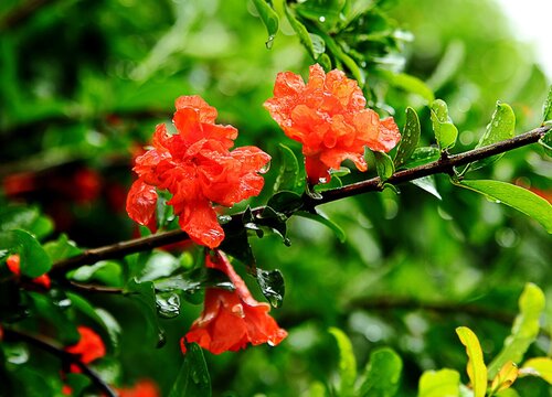 石榴花什么颜色