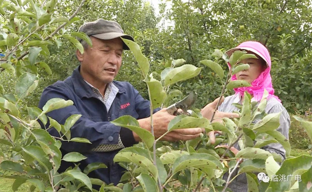 致富经 桃树_养殖桃树_致富经桃树种植视频