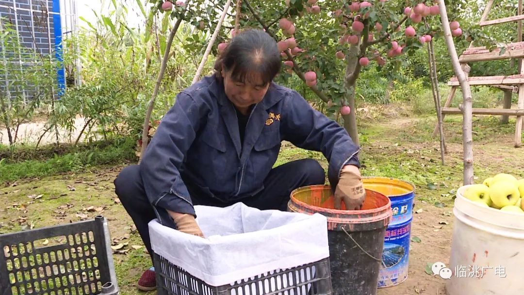 致富经桃树种植视频_致富经 桃树_养殖桃树