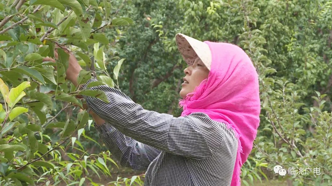 致富经桃树种植视频_致富经 桃树_养殖桃树