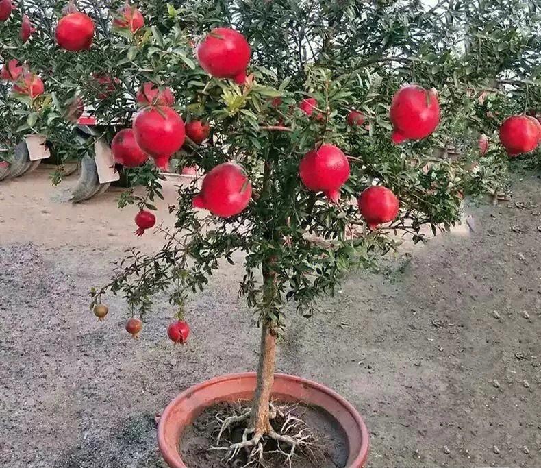 致富经种植三种水果亩收入过亿_致富水果种植技术有哪些_水果种植致富技术