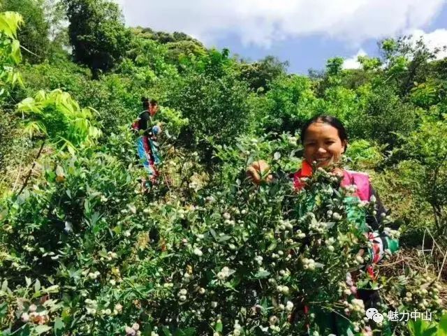 湖南种植致富故事_湖南种植业什么最赚钱农村_湖南种植作物