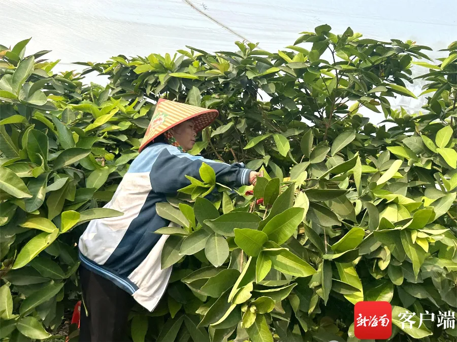 临高退伍老兵王海文回乡种植莲雾 成致富带头人