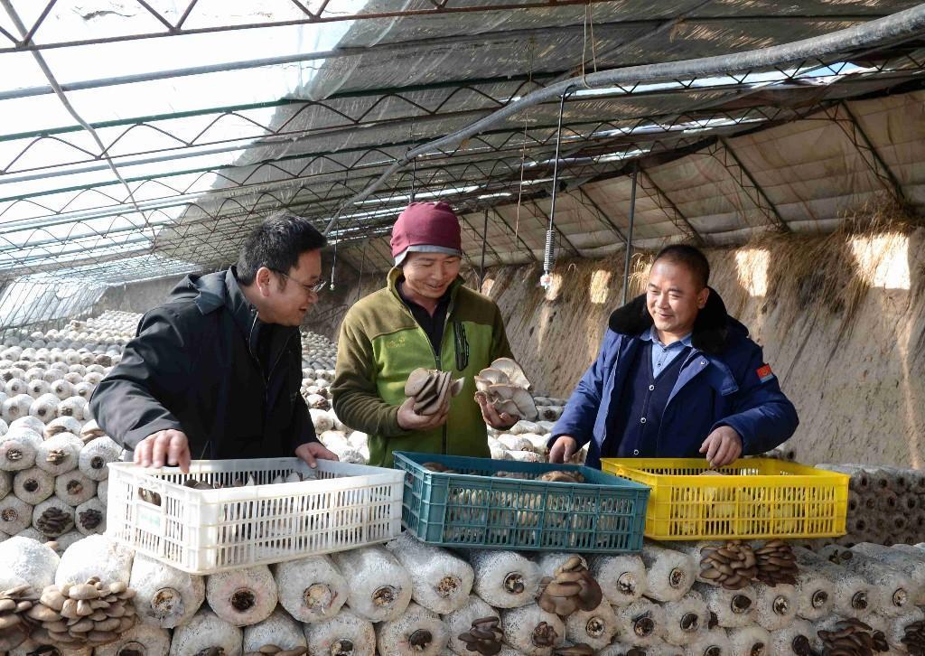 甘肃环县：小蘑菇撑起致富伞凤凰网甘肃