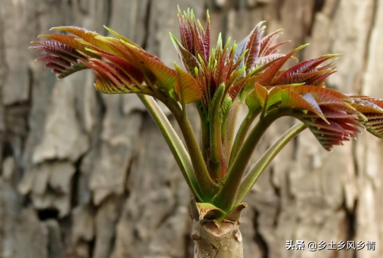 湖北荆州种植什么_荆州种植致富_湖北荆州蔬菜种植基地